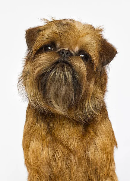 Brussels Griffon Dog Looking White Background — Stock Photo, Image