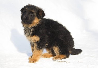 uzun saçlı bir Alman çoban köpek kış