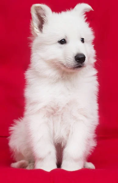 Branco Suíço Pastor Filhote Cachorro Olhando Fundo Vermelho — Fotografia de Stock