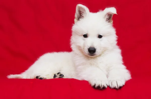 Branco Suíço Pastor Filhote Cachorro Olhando Fundo Vermelho — Fotografia de Stock