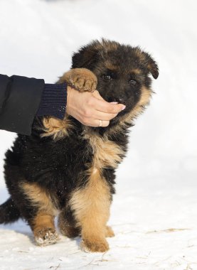 uzun saçlı bir Alman çoban köpek kış