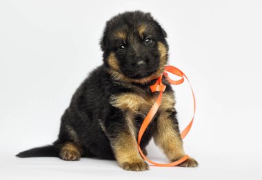 beyaz bir arka plan üzerinde küçük yavru Alman çoban