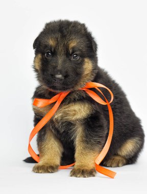 beyaz bir arka plan üzerinde küçük yavru Alman çoban