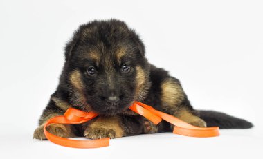 Beyaz bir arka plan üzerinde köpek yavrusu