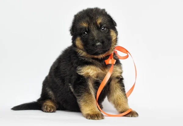 Pequeño Cachorro Pastor Alemán Sobre Fondo Blanco —  Fotos de Stock