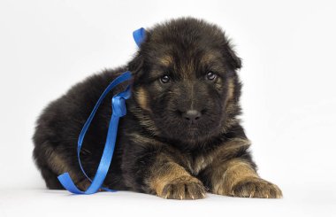 Beyaz bir arka plan üzerinde köpek yavrusu