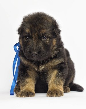 Beyaz bir arka plan üzerinde köpek yavrusu