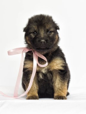 Beyaz bir arka plan üzerinde köpek yavrusu