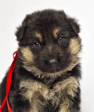 Beyaz bir arka plan üzerinde köpek yavrusu