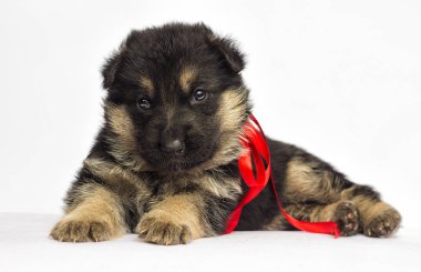 Beyaz bir arka planda, Alman çoban köpek yavrusu