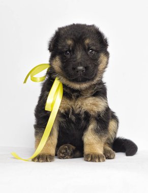 Beyaz bir arka plan üzerinde köpek yavrusu