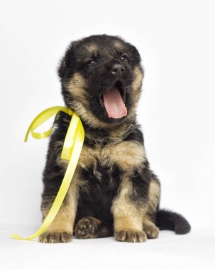 Beyaz bir arka plan üzerinde köpek yavrusu