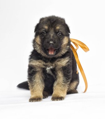 Beyaz bir arka plan üzerinde köpek yavrusu