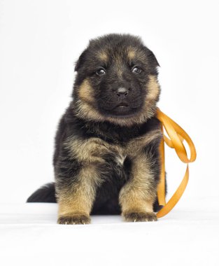 Beyaz bir arka plan üzerinde köpek yavrusu