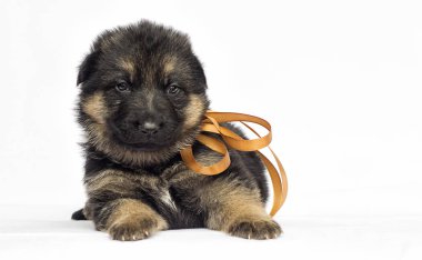 Beyaz bir arka plan üzerinde köpek yavrusu