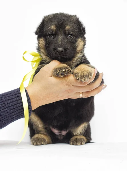 Perrito Sobre Fondo Blanco —  Fotos de Stock