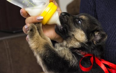 köpek yavrusu süt meme berbat.