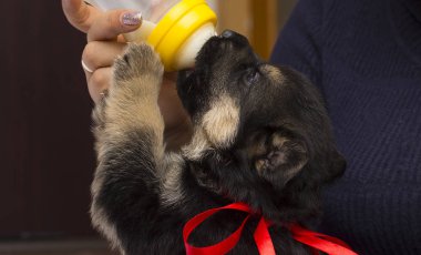 köpek yavrusu süt meme berbat.