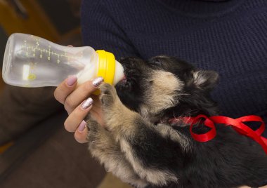 köpek yavrusu süt meme berbat.