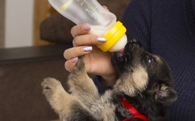 köpek yavrusu süt meme berbat.