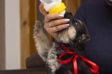 köpek yavrusu süt meme berbat.