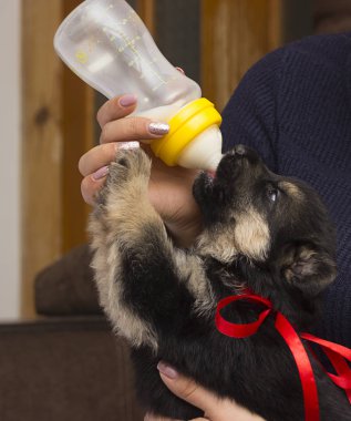 köpek yavrusu süt meme berbat.