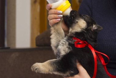 köpek yavrusu süt meme berbat.