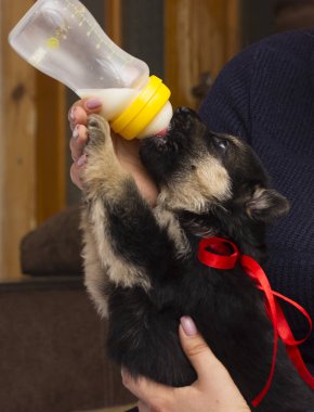 köpek yavrusu süt meme berbat.