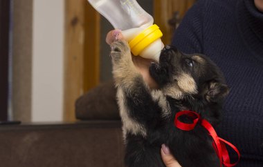 köpek yavrusu süt meme berbat.