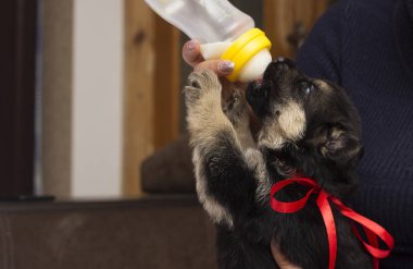 köpek yavrusu süt meme berbat.