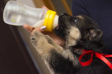 köpek yavrusu süt meme berbat.