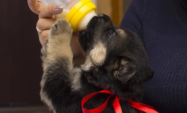 Pequeño Cachorro Chupa Leche Pezones —  Fotos de Stock