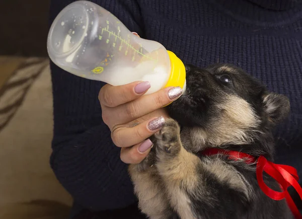 Pequeño Cachorro Chupa Leche Pezones —  Fotos de Stock