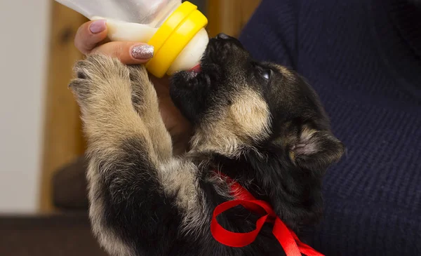 Pequeño Cachorro Chupa Leche Pezones —  Fotos de Stock