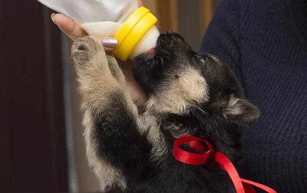 Pequeño Cachorro Chupa Leche Pezones —  Fotos de Stock