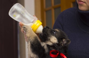 köpek yavrusu süt meme berbat.