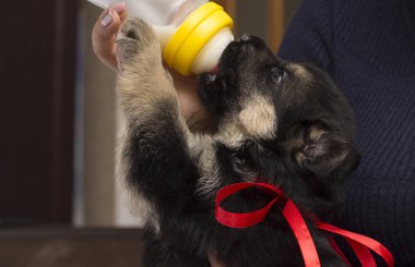 köpek yavrusu süt meme berbat.