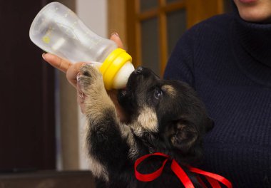 köpek yavrusu süt meme berbat.