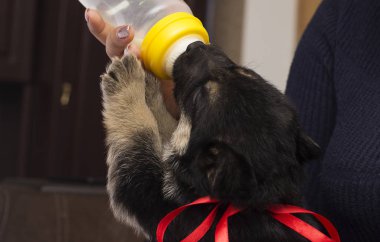 köpek yavrusu süt meme berbat.