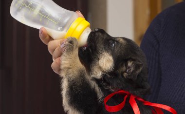 köpek yavrusu süt meme berbat.