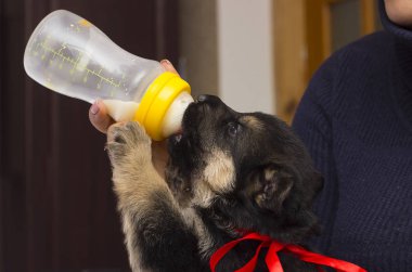 köpek yavrusu süt meme berbat.