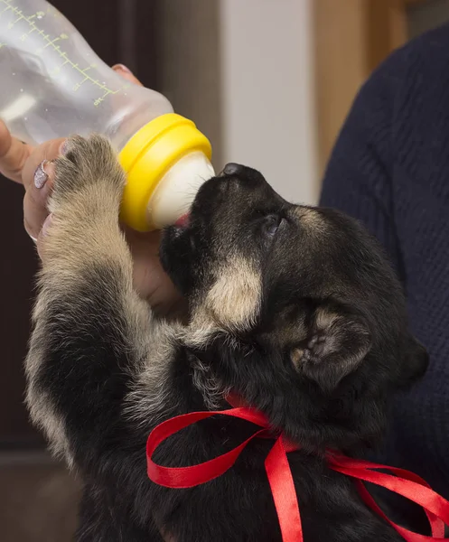 Pequeño Cachorro Chupa Leche Pezones —  Fotos de Stock