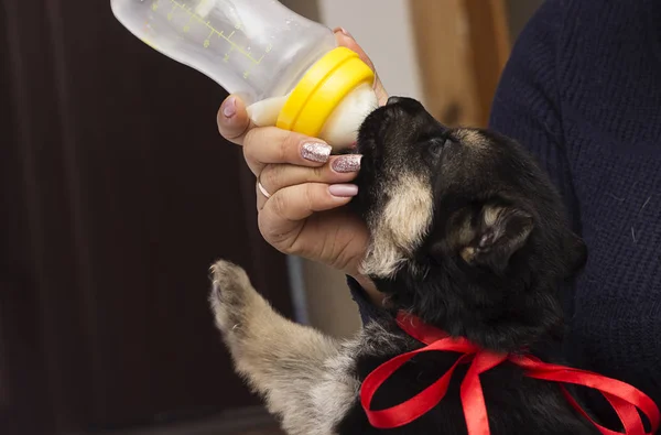 Pequeño Cachorro Chupa Leche Pezones —  Fotos de Stock