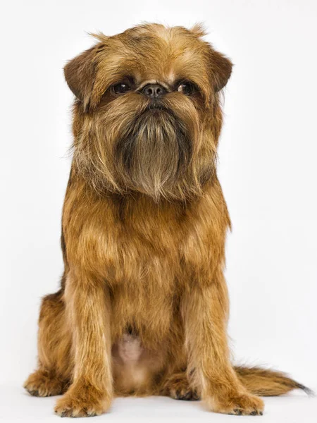 Griffon Cão Olhando Para Fundo Branco — Fotografia de Stock