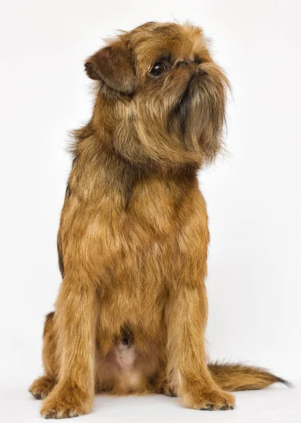 Griffon Cão Olhando Para Fundo Branco — Fotografia de Stock