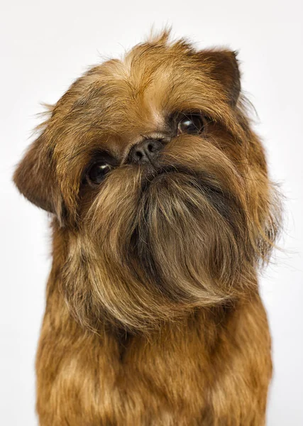 Beyaz bir arka plan üzerinde seyir griffon köpek