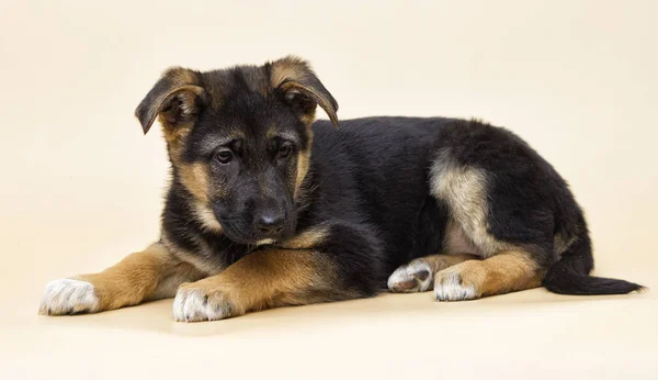 Niedlicher Schäferhund Welpe Sieht Aus — Stockfoto