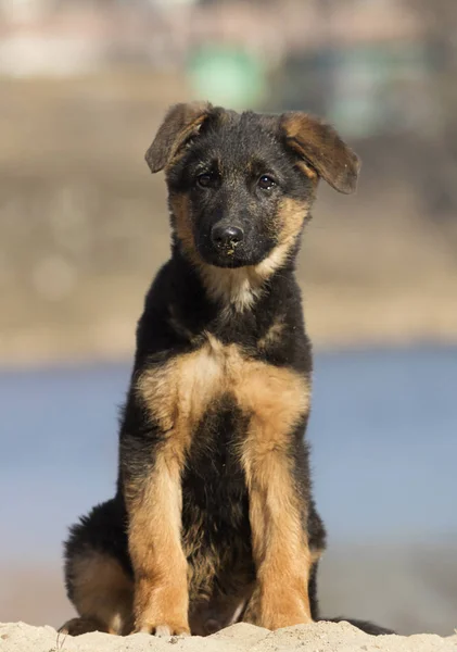 Pasterza Puppy Spacer Plaży — Zdjęcie stockowe