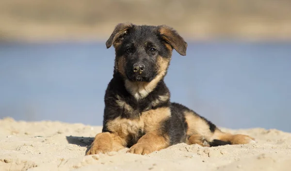 Pasterza Puppy Spacer Plaży — Zdjęcie stockowe