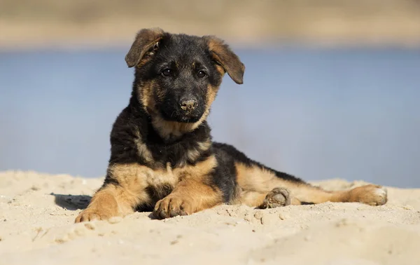 Pasterza Puppy Spacer Plaży — Zdjęcie stockowe